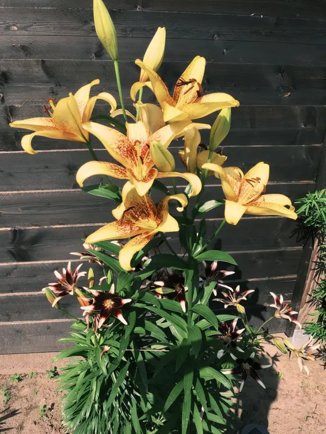 Fotografie van Arjan Gaal — 01 &mdash; Lelies in de tuin