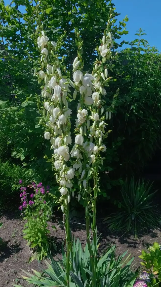 Fotografie van Arjan Gaal — 02 &mdash; Yucca in bloei