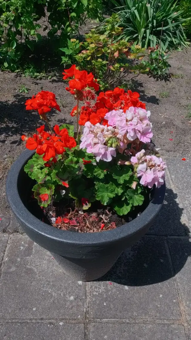 Fotografie van Arjan Gaal — 03 &mdash; Geraniums