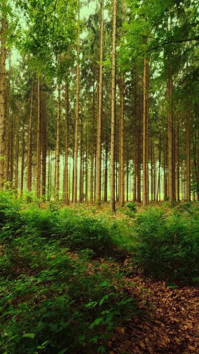 Fotografie van Arjan Gaal — 04 &mdash; Het bos in