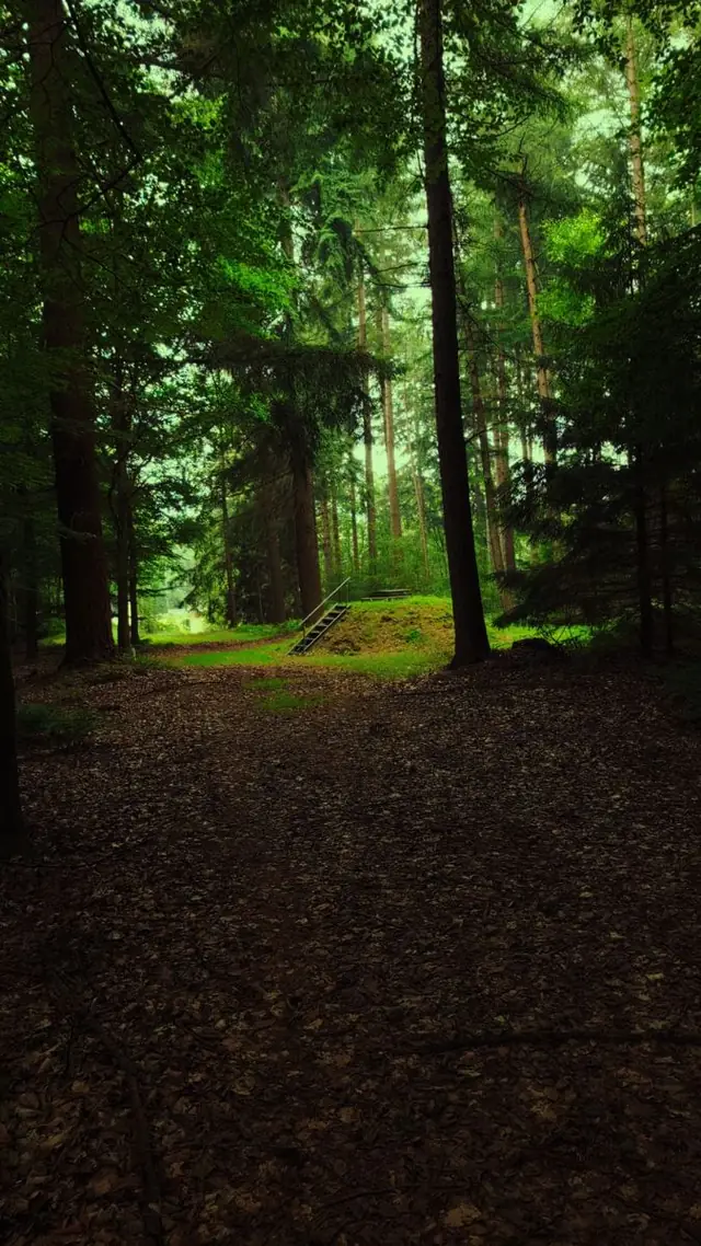Fotografie van Arjan Gaal — 05 &mdash; Licht tussen de bomen